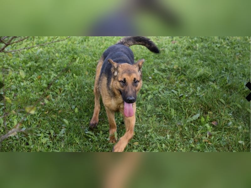 MALIE – Liebevolle Schäferhund-Mix-Hündin mit großem Herz sucht ihre Menschen