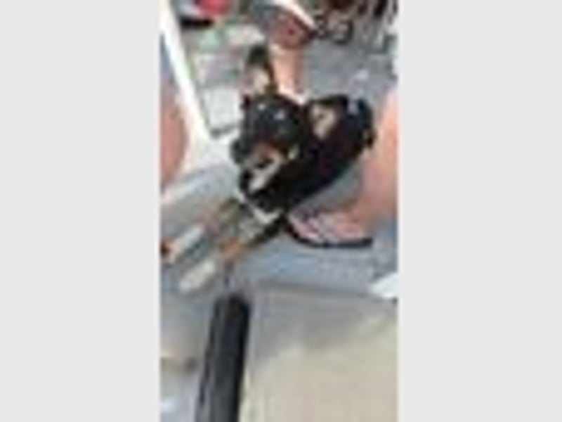 Loki sucht ein Neues Zuhause