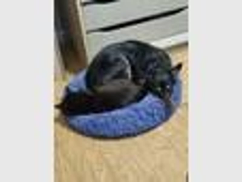 Loki sucht ein Neues Zuhause