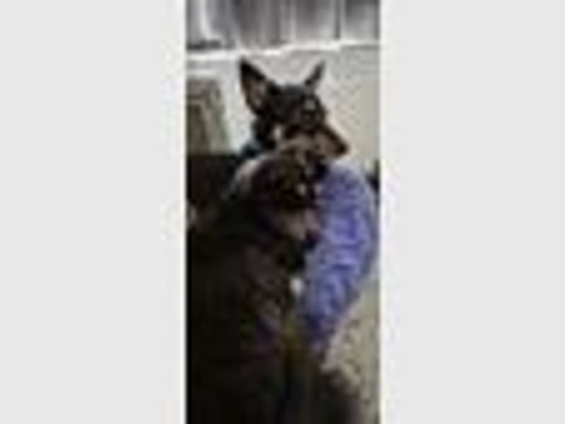 Loki sucht ein Neues Zuhause