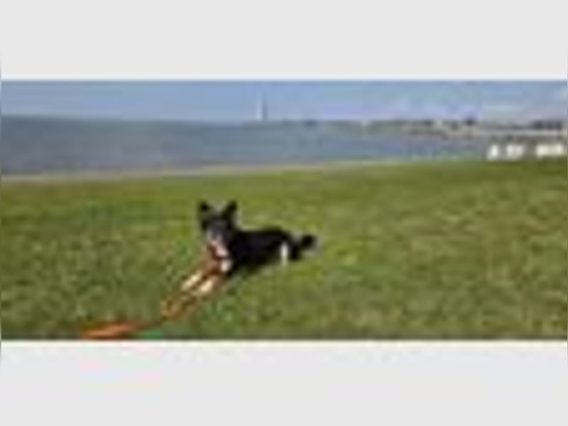 Loki sucht ein Neues Zuhause