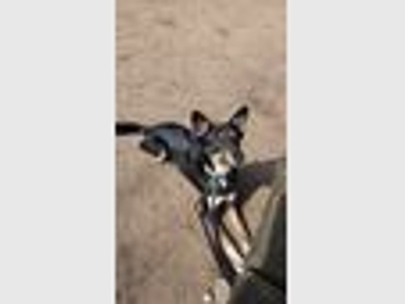 Loki sucht ein Neues Zuhause