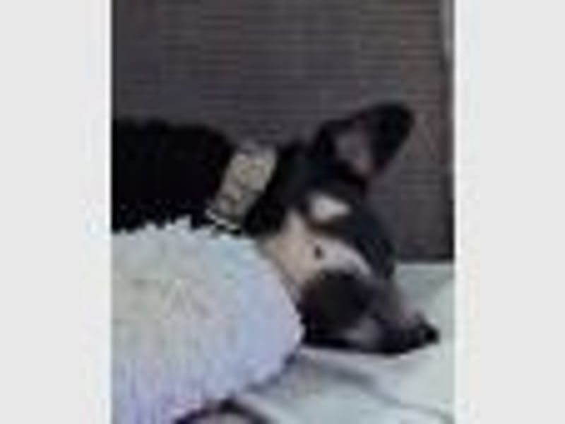 Loki sucht ein Neues Zuhause