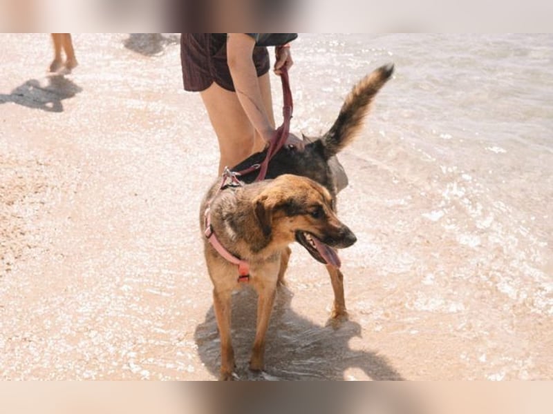 Schäferhund-Mischling Hanka