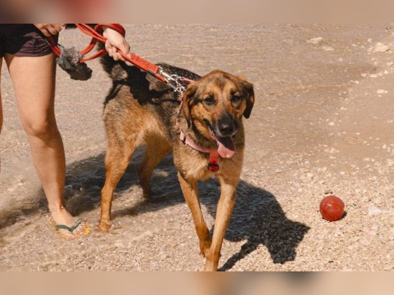 Schäferhund-Mischling Hanka