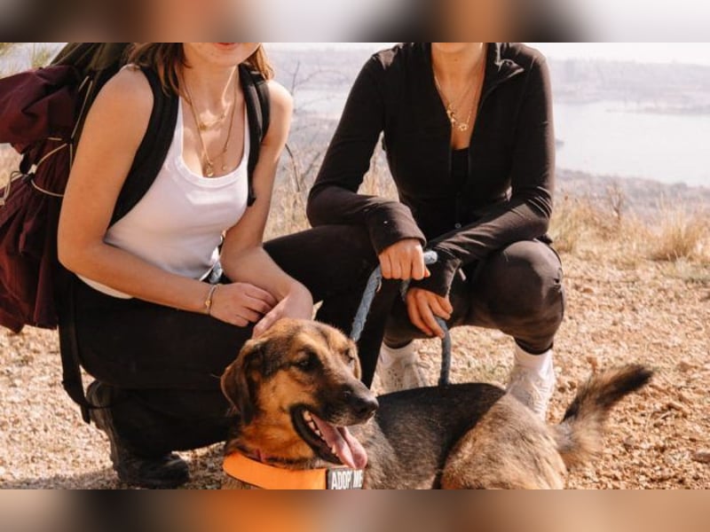 Schäferhund-Mischling Hanka