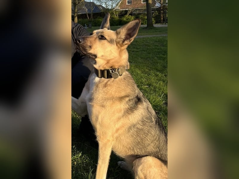 Ria sucht dringend ein neues zuhause