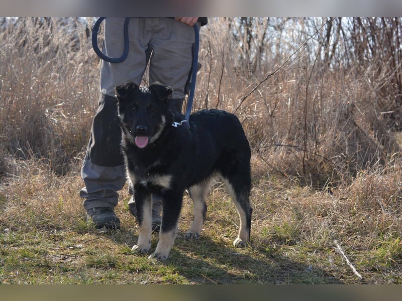 TEDDY ca. 9 mon.  möchte gefallen, sanfter, lieber Teenager