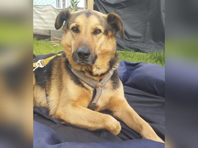 OSCAR - dein Kumpel mit Teddy-Charme