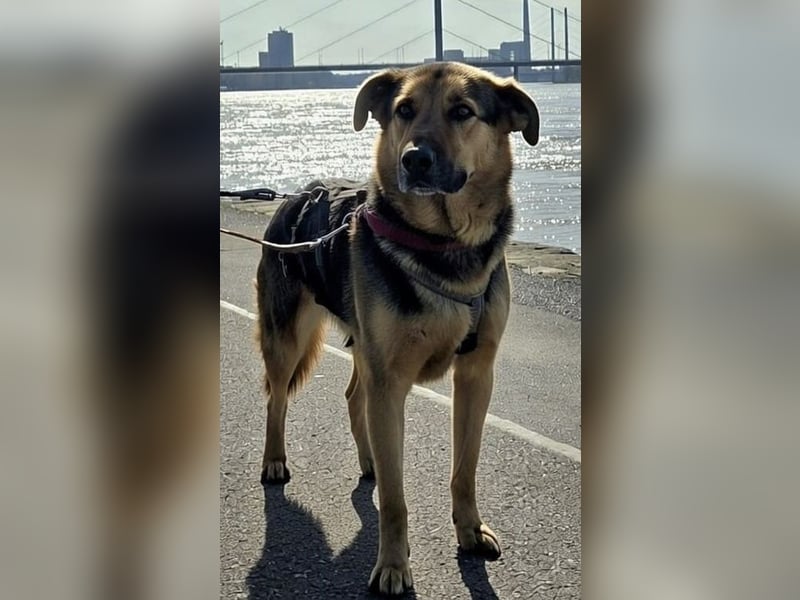 OSCAR - dein Kumpel mit Teddy-Charme