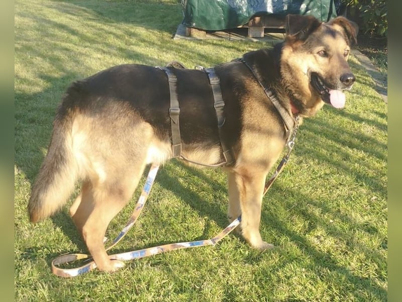 OSCAR - dein Kumpel mit Teddy-Charme