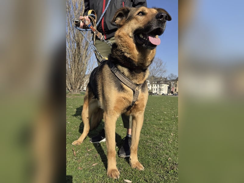 OSCAR - dein Kumpel mit Teddy-Charme