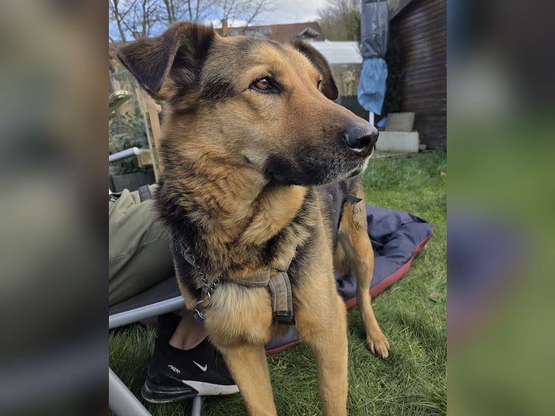 OSCAR - dein Kumpel mit Teddy-Charme