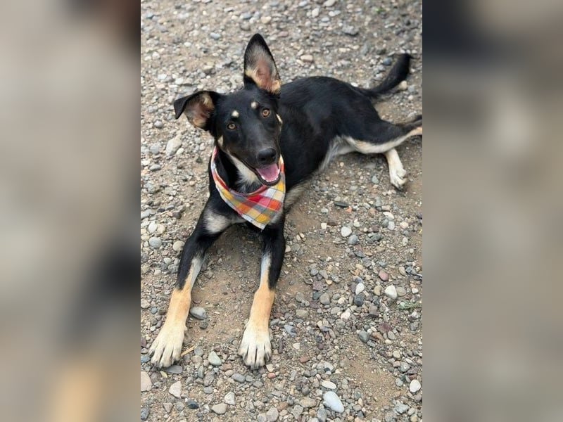 NOTFELL! Dt.-Schäfi-Mix Luna - ein zauberhaftes Wesen erobert Herzen