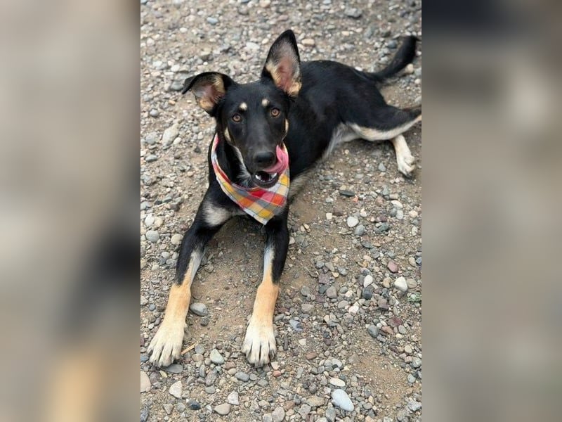 NOTFELL! Dt.-Schäfi-Mix Luna - ein zauberhaftes Wesen erobert Herzen