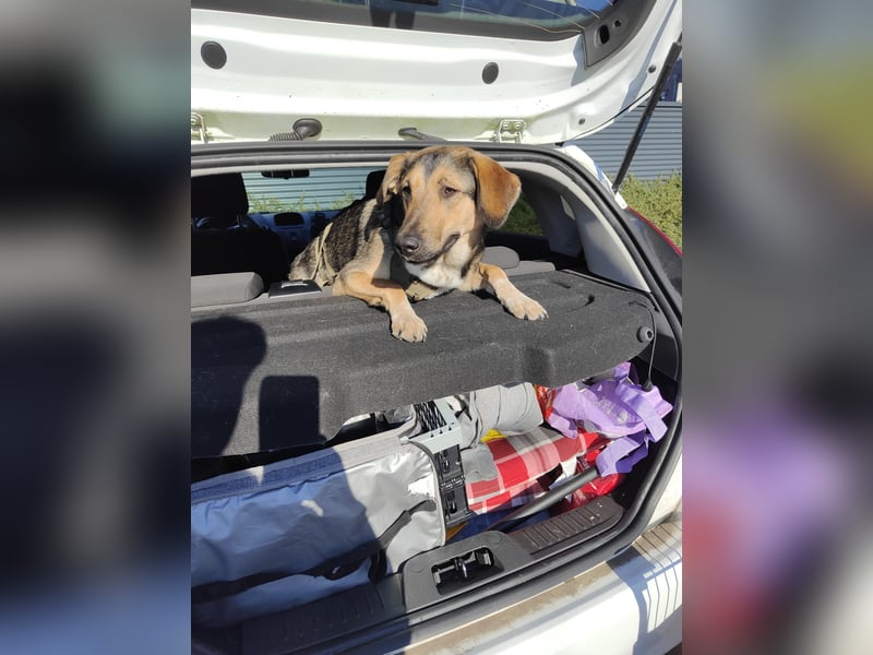 1-Jährige Schäferhundmischling Betty sucht ihren Menschen