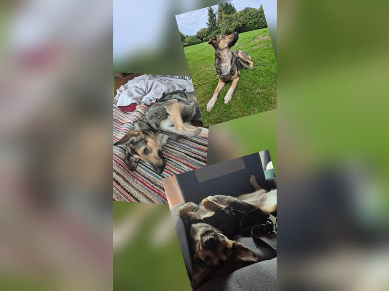 1-Jährige Schäferhundmischling Betty sucht ihren Menschen