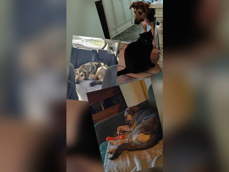 1-Jährige Schäferhundmischling Betty sucht ihren Menschen