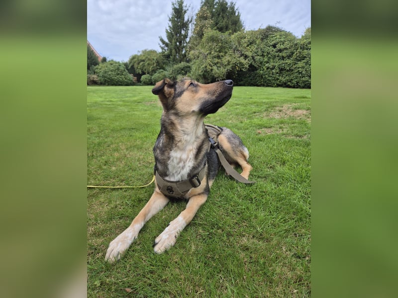 1-Jährige Schäferhundmischling Betty sucht ihren Menschen