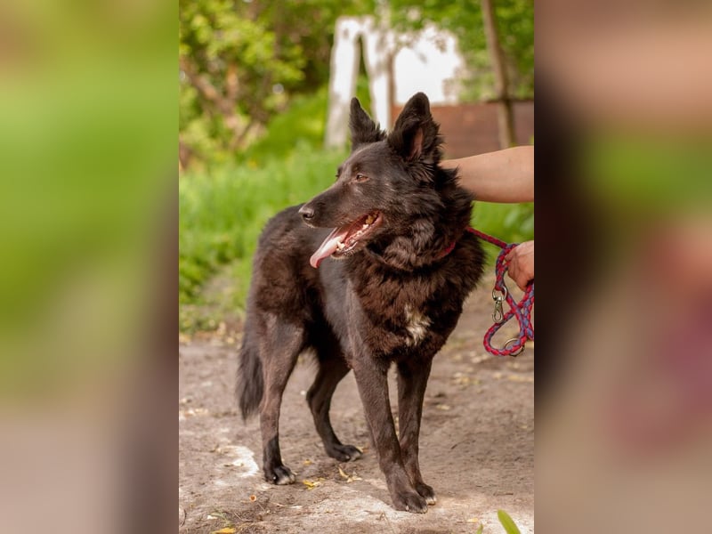 FENYA Black Beauty wurde aus dem Wasser gerettet (Ukraine)