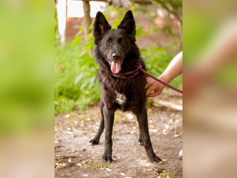 FENYA Black Beauty wurde aus dem Wasser gerettet (Ukraine)