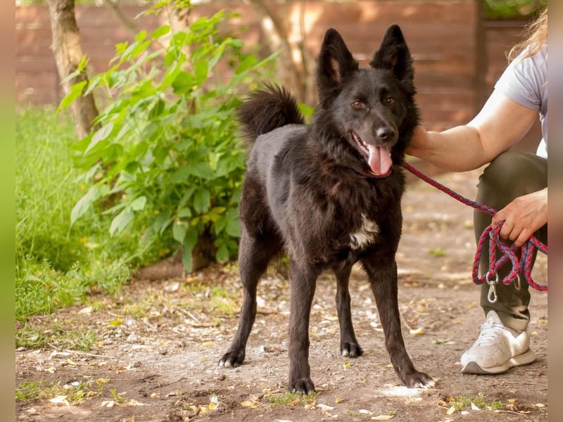 FENYA Black Beauty wurde aus dem Wasser gerettet (Ukraine)