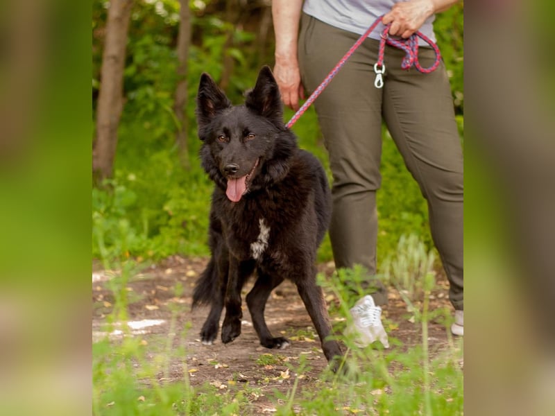 FENYA Black Beauty wurde aus dem Wasser gerettet (Ukraine)