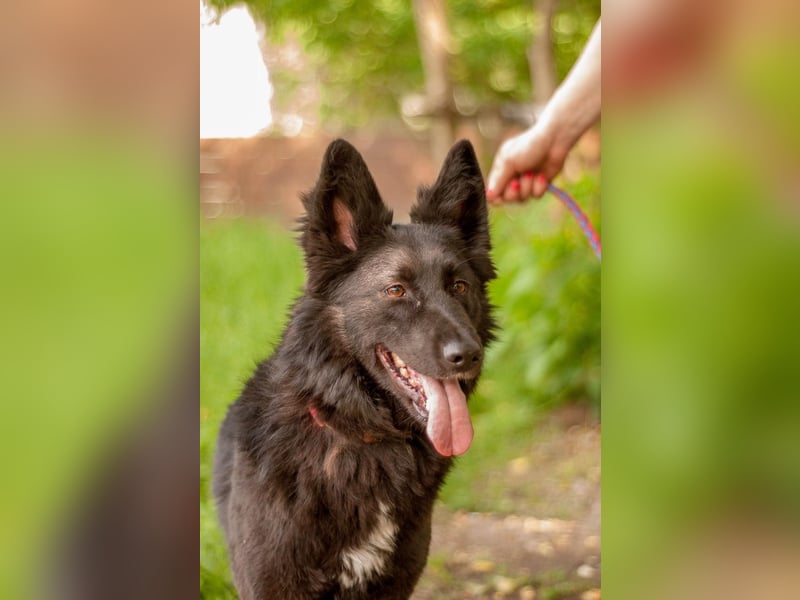 FENYA Black Beauty wurde aus dem Wasser gerettet (Ukraine)