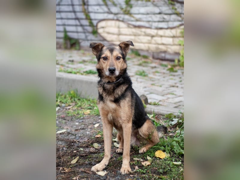 Edwin - Neugierige & menschenbezogene Knutschkugel (Ukraine)