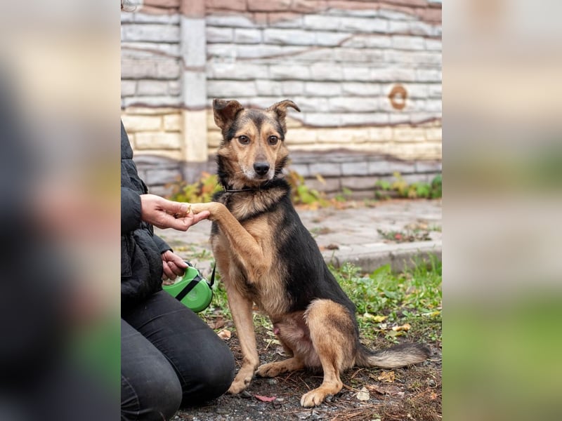 Edwin - Neugierige & menschenbezogene Knutschkugel (Ukraine)