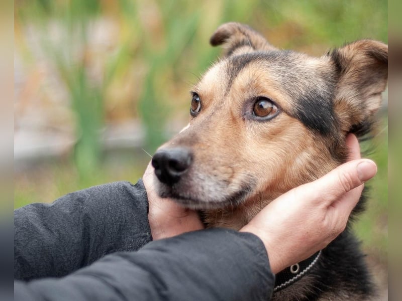 Edwin - Neugierige & menschenbezogene Knutschkugel (Ukraine)