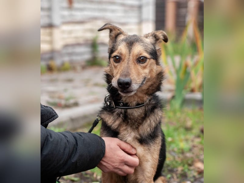 Edwin - Neugierige & menschenbezogene Knutschkugel (Ukraine)
