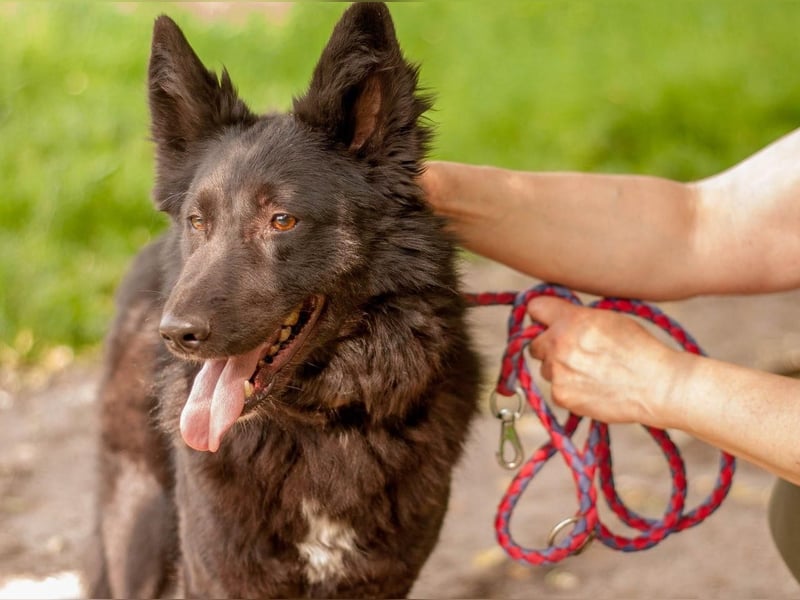 FENYA Black Beauty wurde aus dem Wasser gerettet (Ukraine)