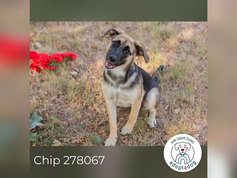 Chip 278067 sucht ein zu Hause
