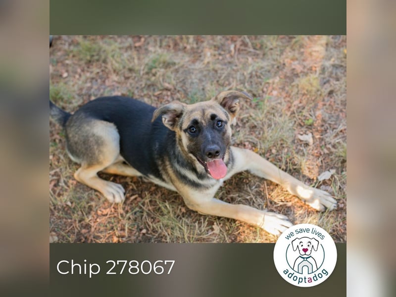 Chip 278067 sucht ein zu Hause