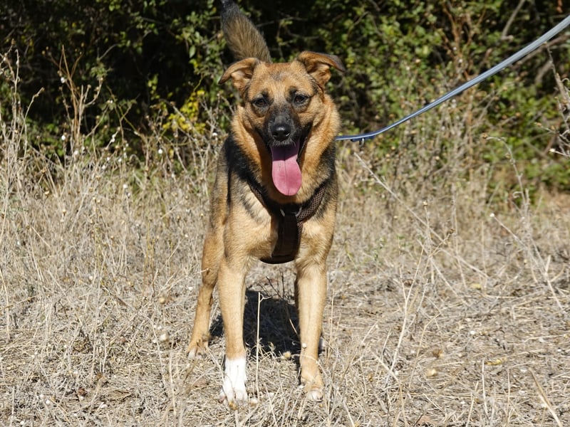 Liebe Ruby sucht eine neue Bleibe