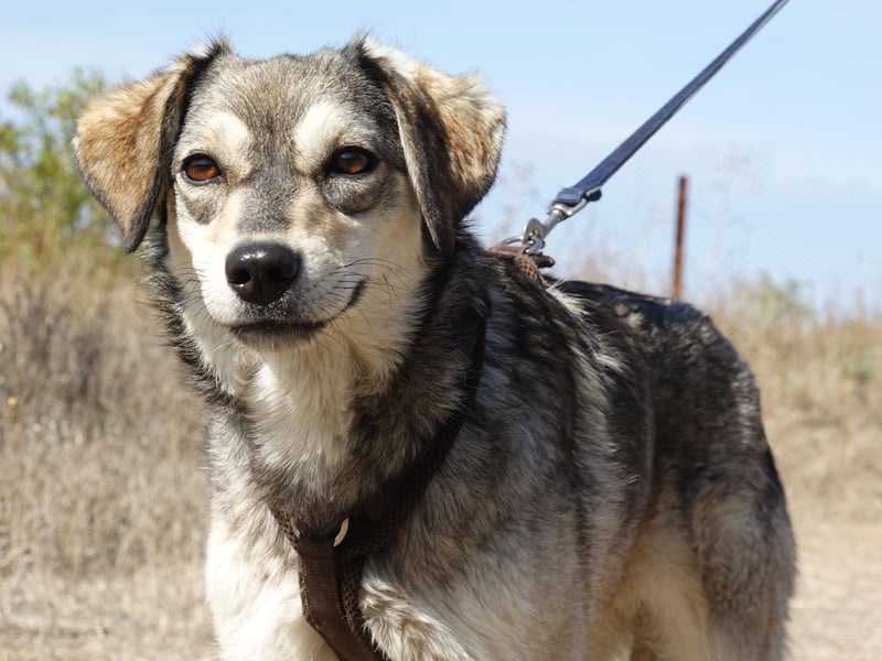 Mayli sucht ein liebevolles Zuhause