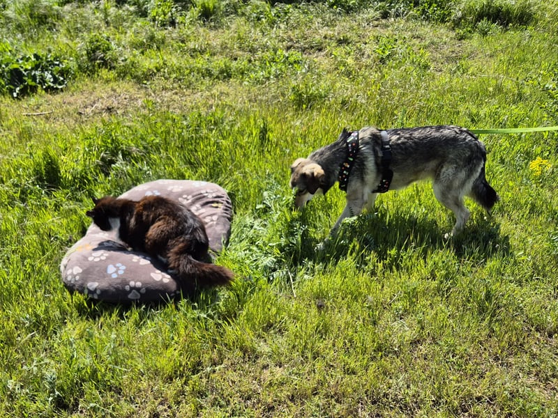 Mayli sucht ein liebevolles Zuhause