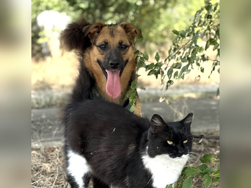 Liebe Ruby sucht eine neue Bleibe