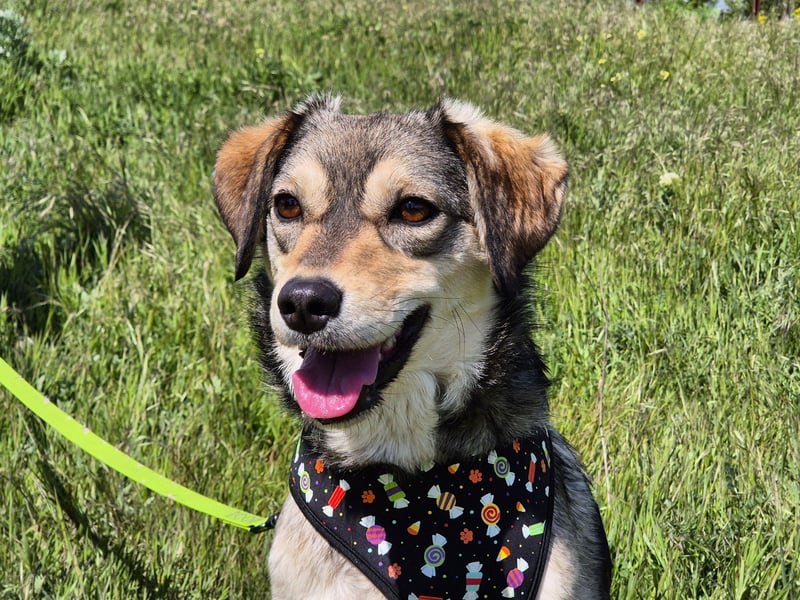 Mayli sucht ein liebevolles Zuhause