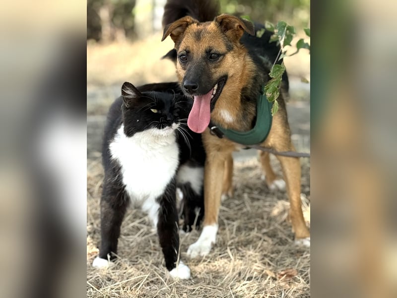 Liebe Ruby sucht eine neue Bleibe