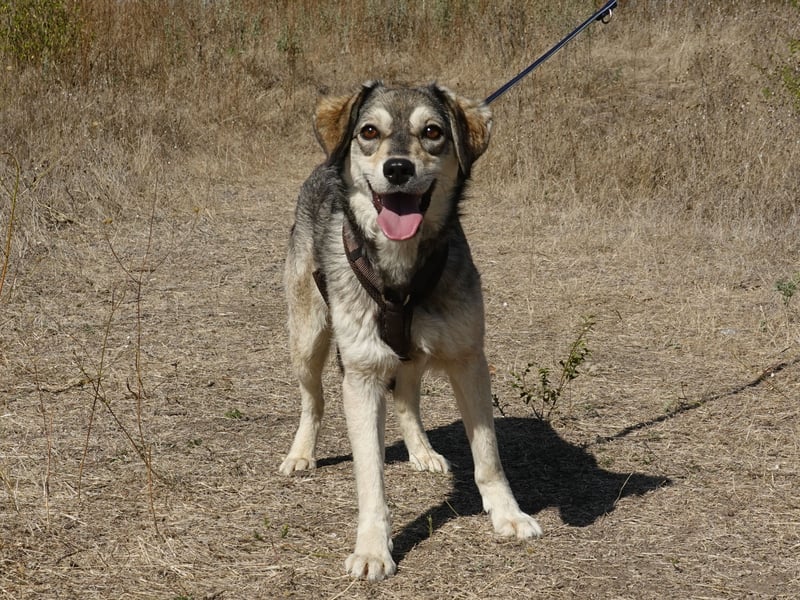 Mayli sucht ein liebevolles Zuhause