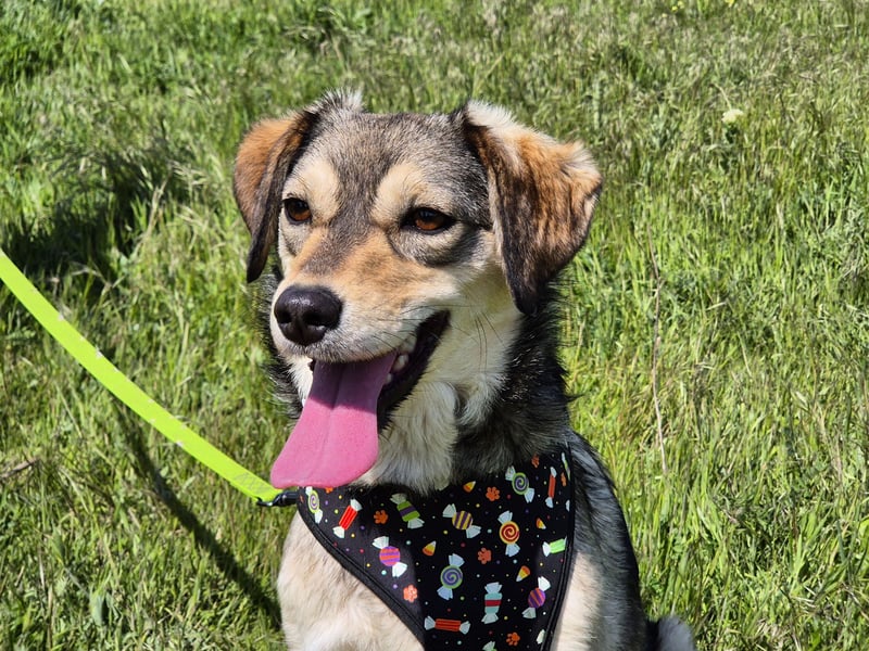 Mayli sucht ein liebevolles Zuhause