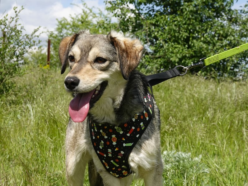 Mayli sucht ein liebevolles Zuhause