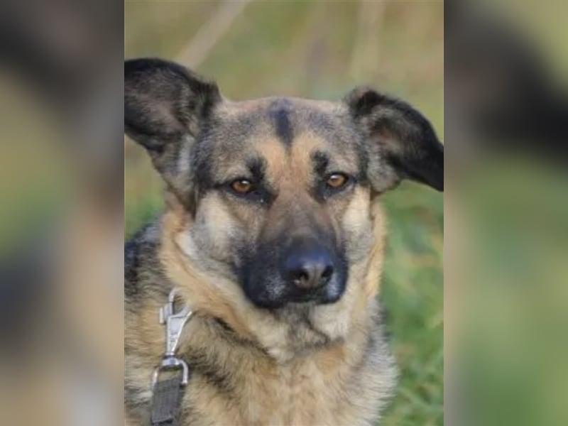 LIEBE UND RUHIGE SCHÄFERHÜNDIN “MELA”