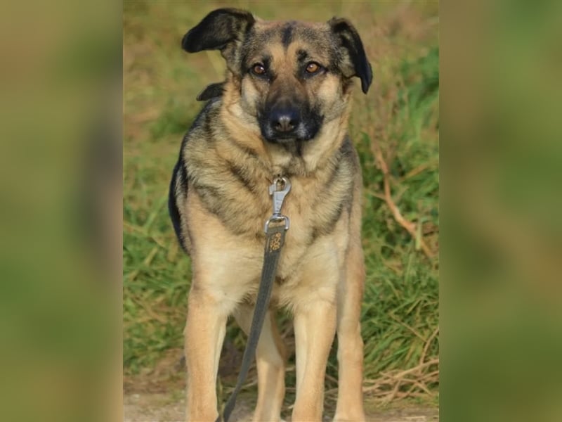 LIEBE UND RUHIGE SCHÄFERHÜNDIN “MELA”