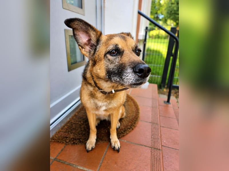 IVY  - auf Pflegestelle