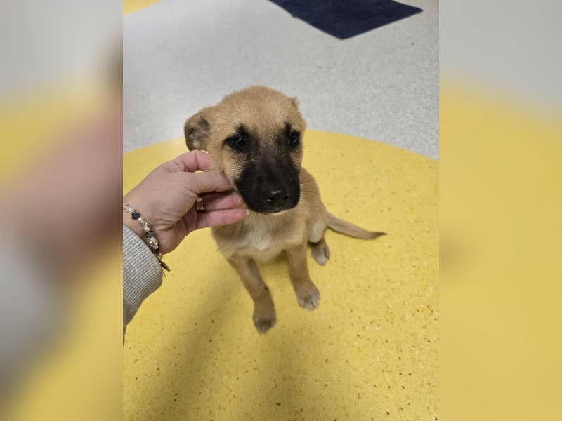 Levi  sucht Rasseliebhaber