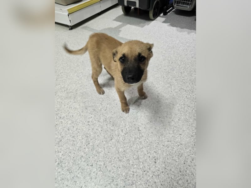 Levi  sucht Rasseliebhaber