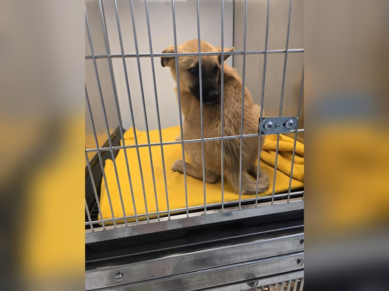 Levi  sucht Rasseliebhaber